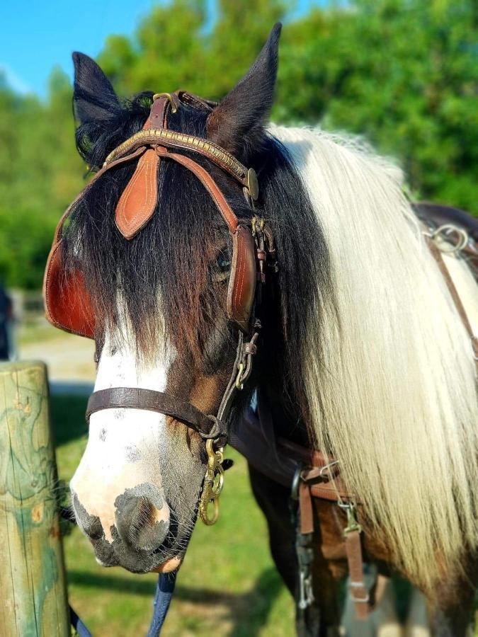 ホテル Les Chevaux De L'Hippocampe Mont-Dol エクステリア 写真